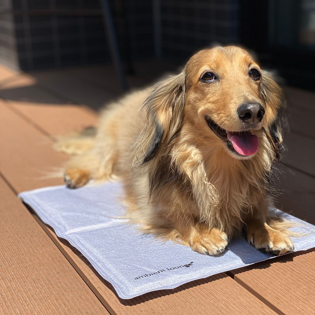Dachs på ThermoCool kjølematte i solen
