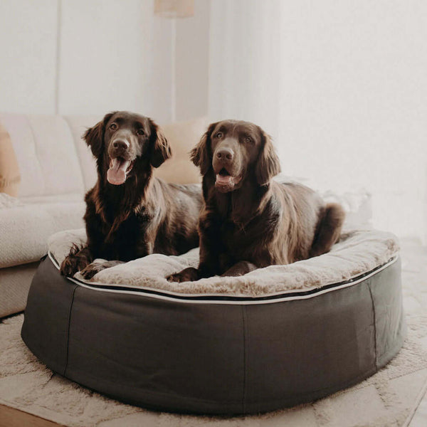 Hundeseng Supernova Cappuccino L Hundeseng L