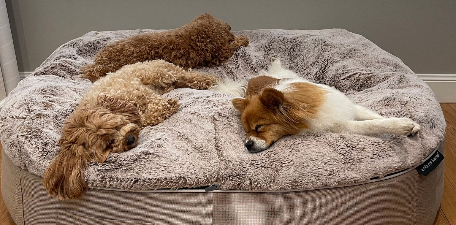 To hunder sover sammen på en myk Cappuccino-hundeseng.
