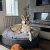 Hundeseng Supernova Silken Gray L Hundeseng L